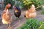Drei unsere insgesamt 6 Hühner, sie legen fleißig Eier !