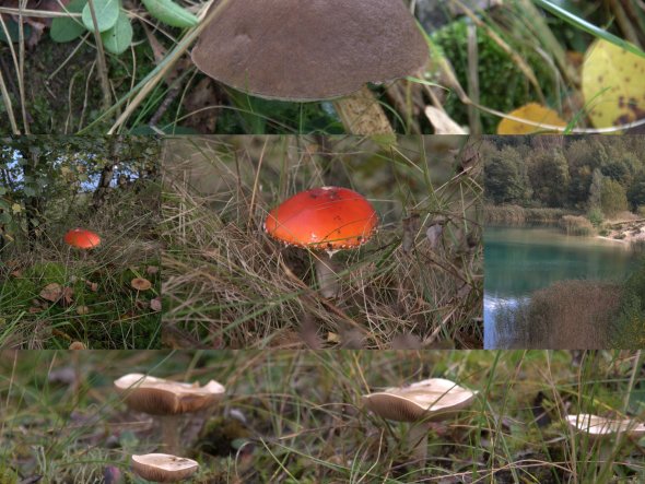 Oktober 2012:
Haben ein wunderschönes Tauchwochenende in Hemmoor im Cuxhavener Land am Kreidessee verlebt. Auf einem Spazierganz sind wir buchs