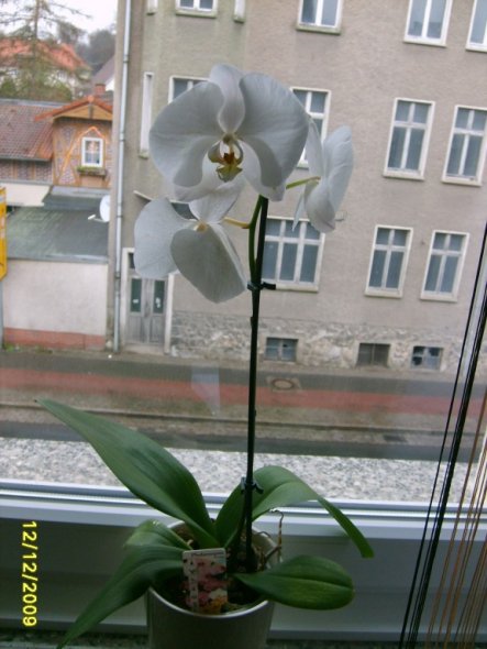 Nachdem ich bei vielen hier Orchideen gesehen habe, habe ich mich im Internet nach Tips gesucht und bin fündig geworden... Deshalb versuche ich es ein