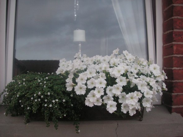 Blumenkasten vor unseren Wohnzimmerfenstern.