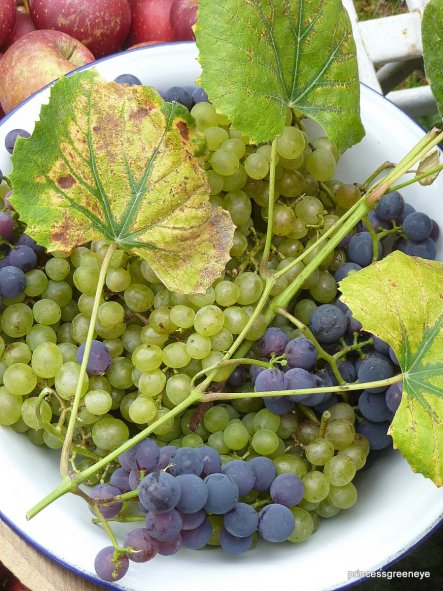 Auch die Weintrauben werden langsam reif