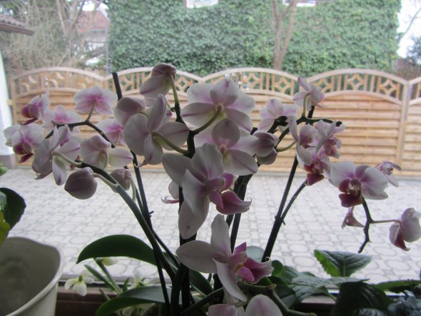 3.4.13 - Orchideenblütenzeit
