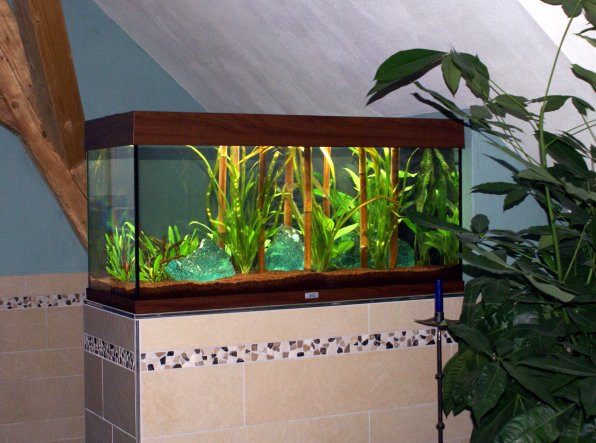 In meinem Aquarium leben 3 Goldfische; es steht auf einer Trennmauer zwischen Toilette und Badewanne und ist ein schöner Blickfang.