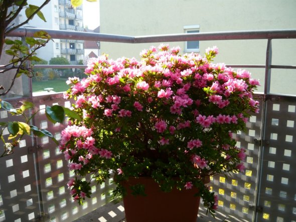 Terrasse / Balkon 'Blühende Azalee'